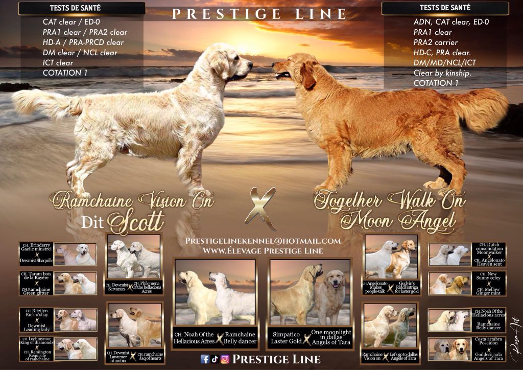 chiot Golden Retriever Prestige Line