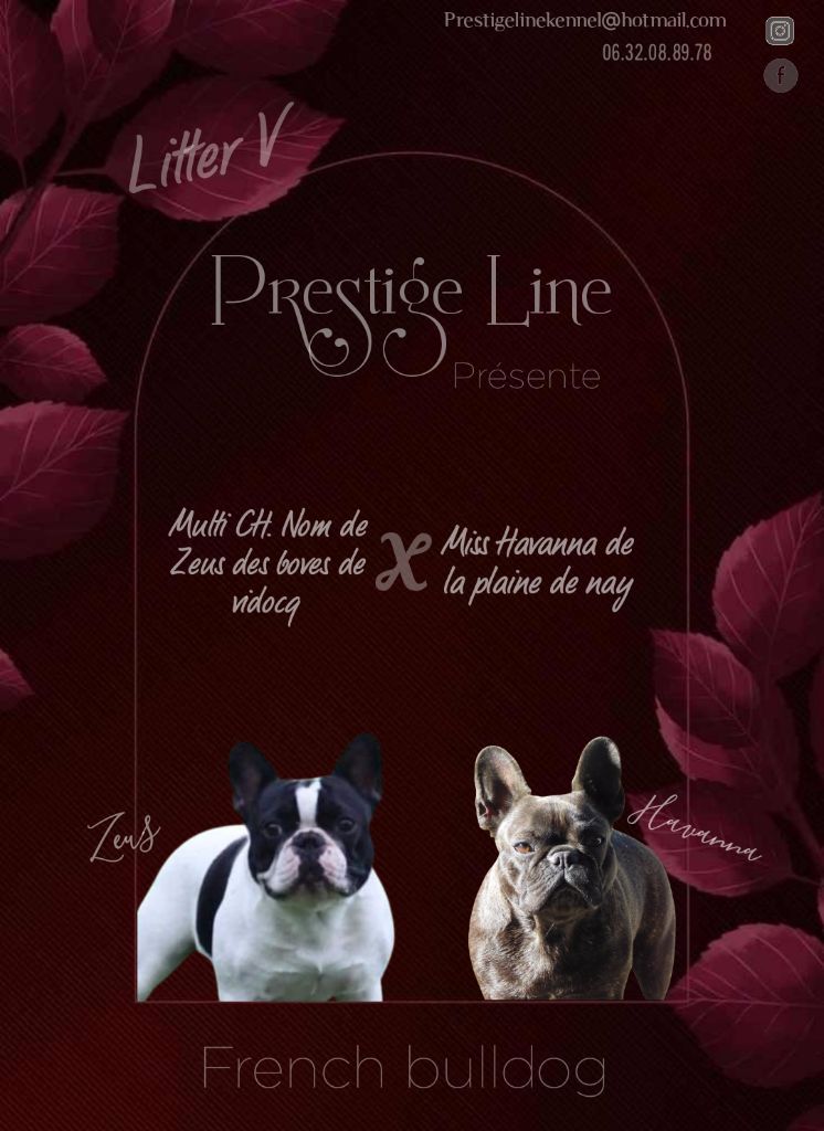 chiot Bouledogue français Prestige Line