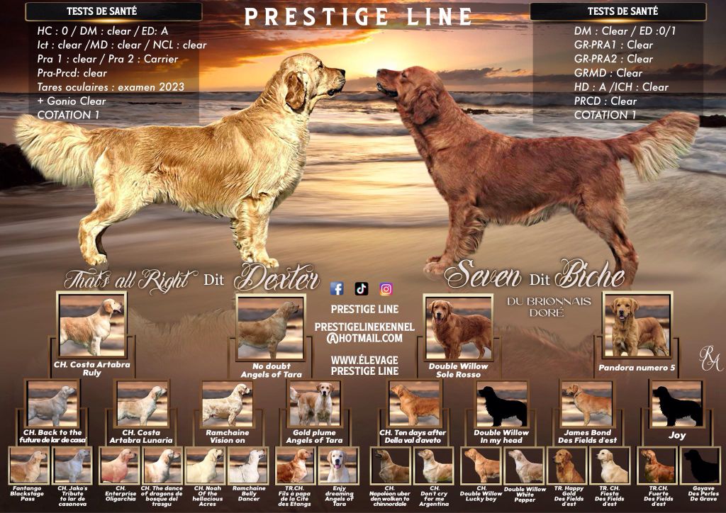 chiot Golden Retriever Prestige Line