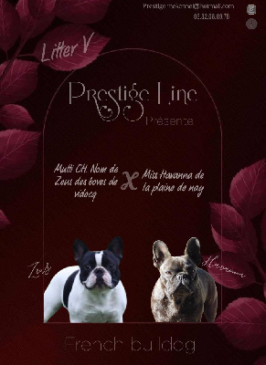 Prestige Line - Bouledogue français - Portée née le 18/03/2024