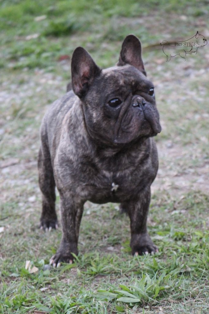 CH. Overdose mime line