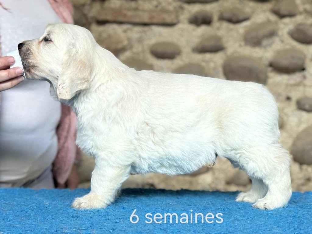 Another music tentation Angels of Tara