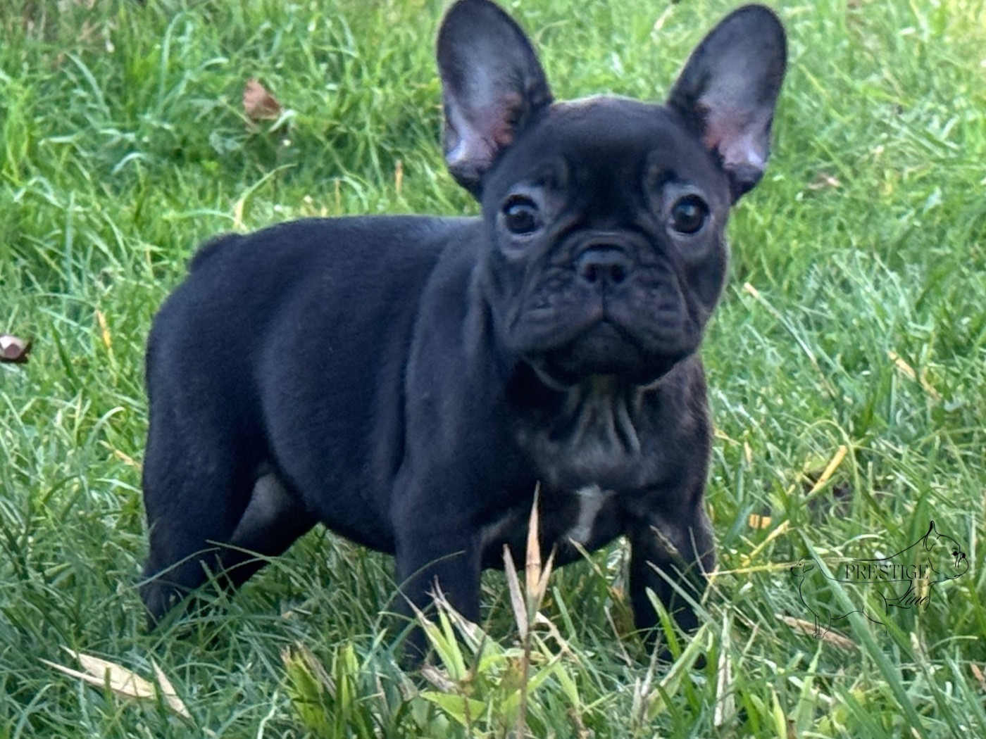 Prestige Line A goddess sacred fire hestia