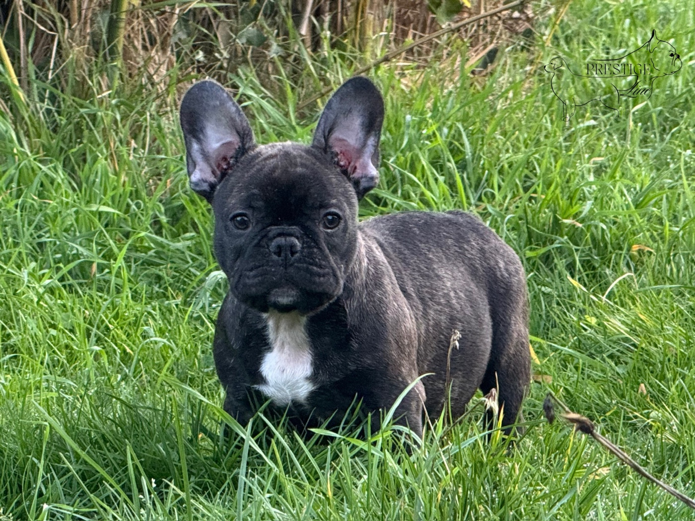 Prestige Line A underground king hades