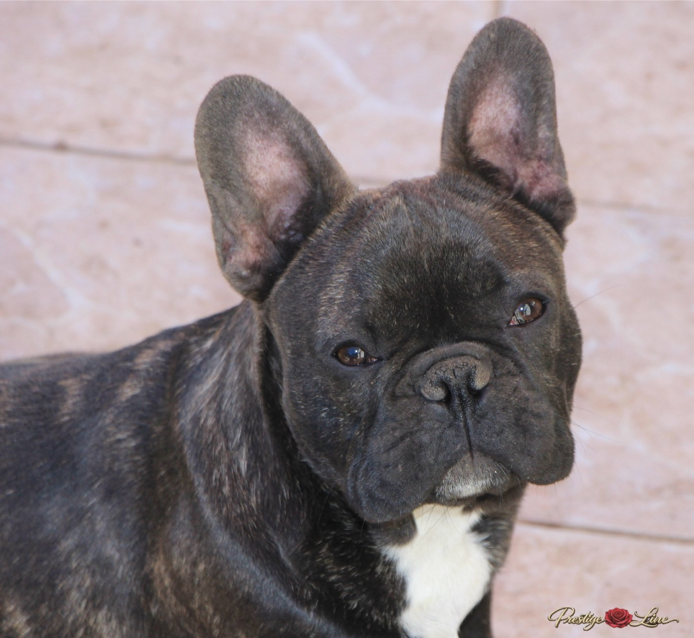 Prestige Line A underground king hades