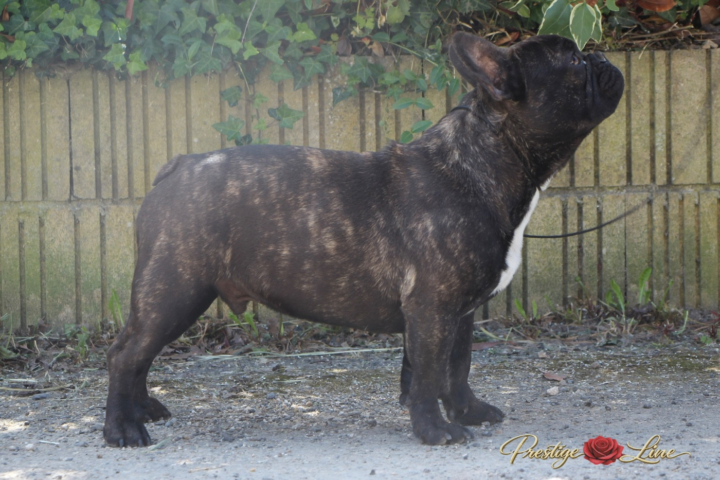Prestige Line A underground king hades