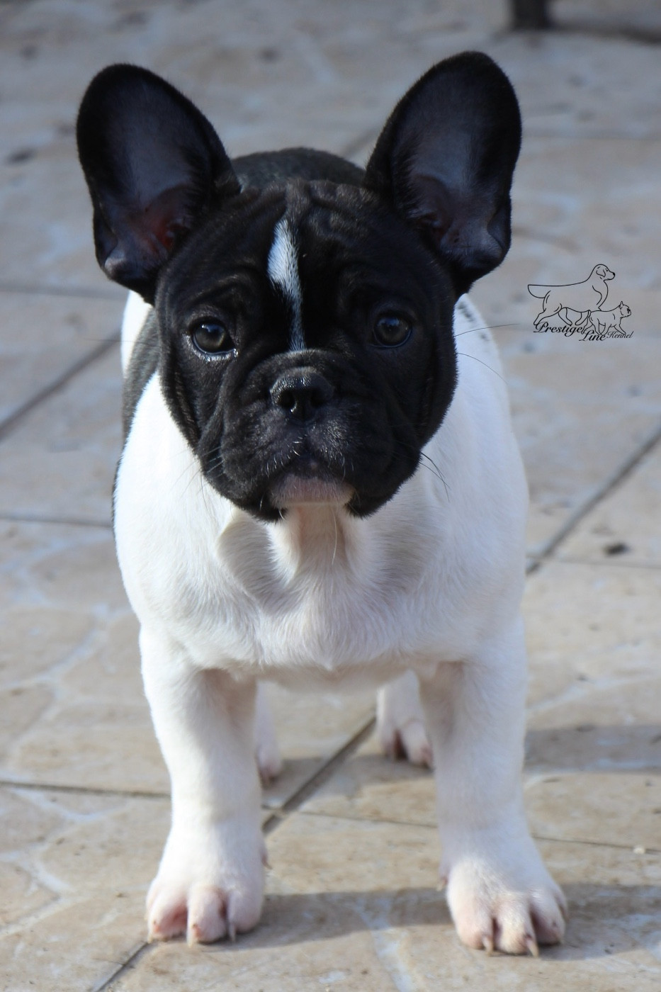 High Secret Aphrodite awakens love