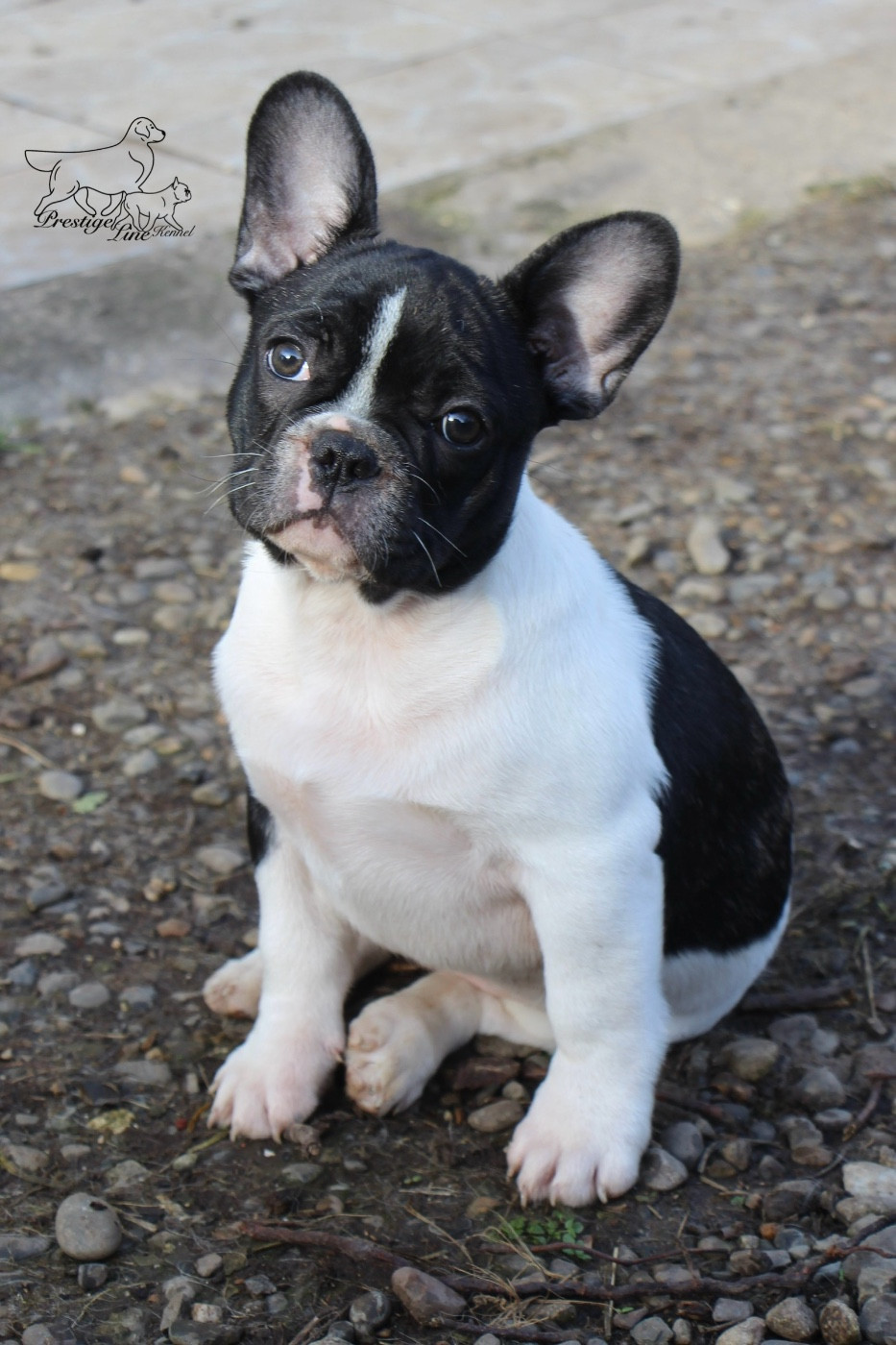 High Secret A melody to apollon