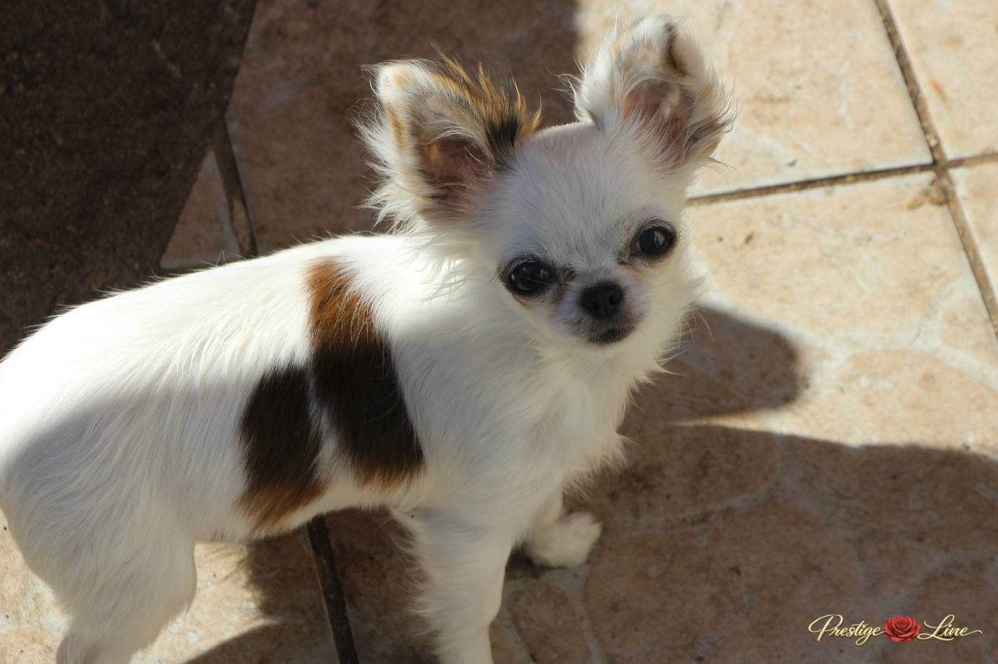 Ah la paupiette De Maniorte Gabriel