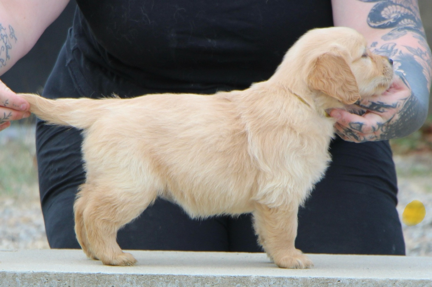Chiot 1 
