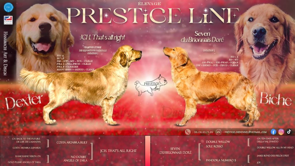 Chiot Golden Retriever Prestige Line