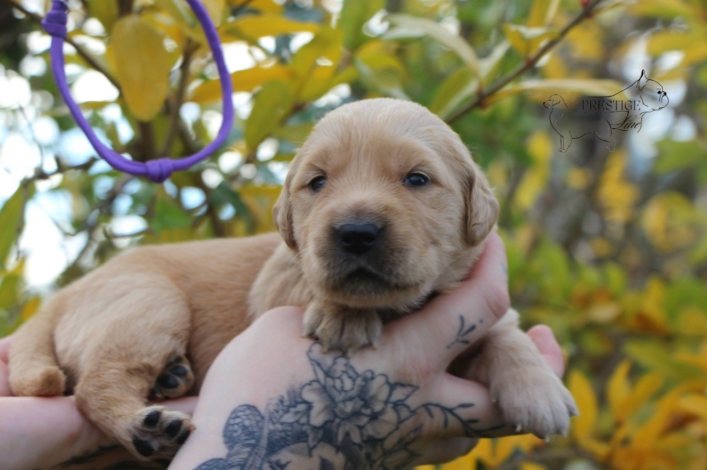 Prestige Line - Chiots disponibles - Golden Retriever