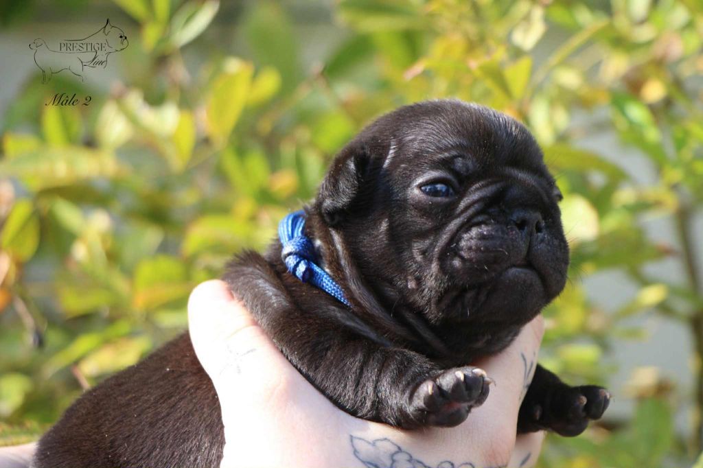 Prestige Line - Chiots disponibles - Bouledogue français