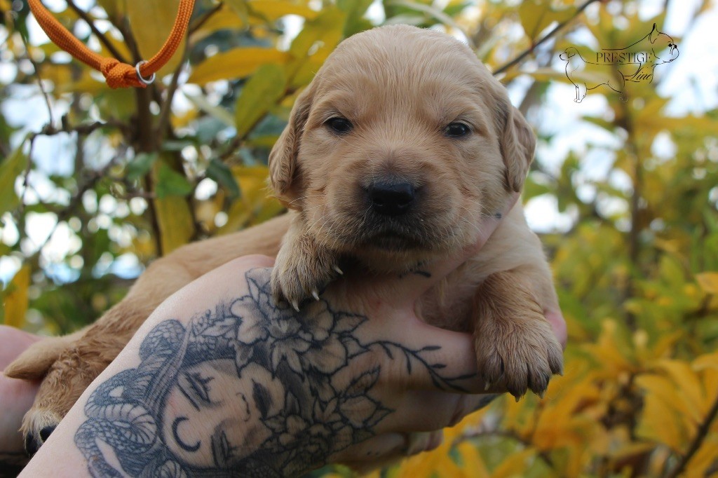 Prestige Line - Chiots disponibles - Golden Retriever