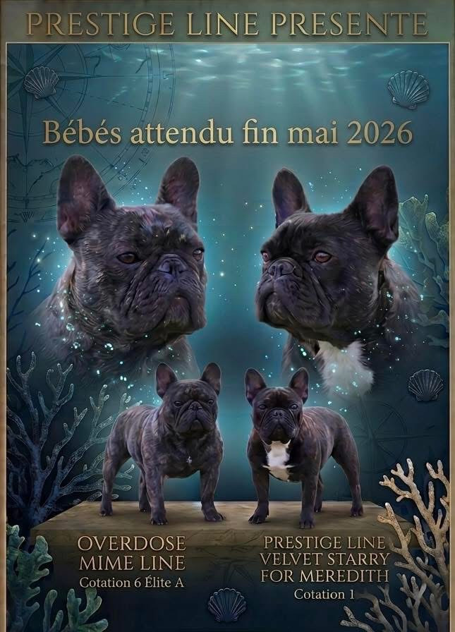 Chiot Bouledogue français Prestige Line
