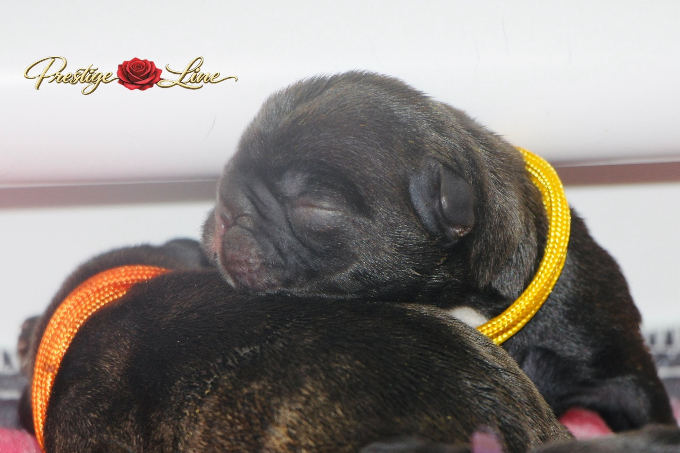 Prestige Line - Chiots disponibles - Bouledogue français