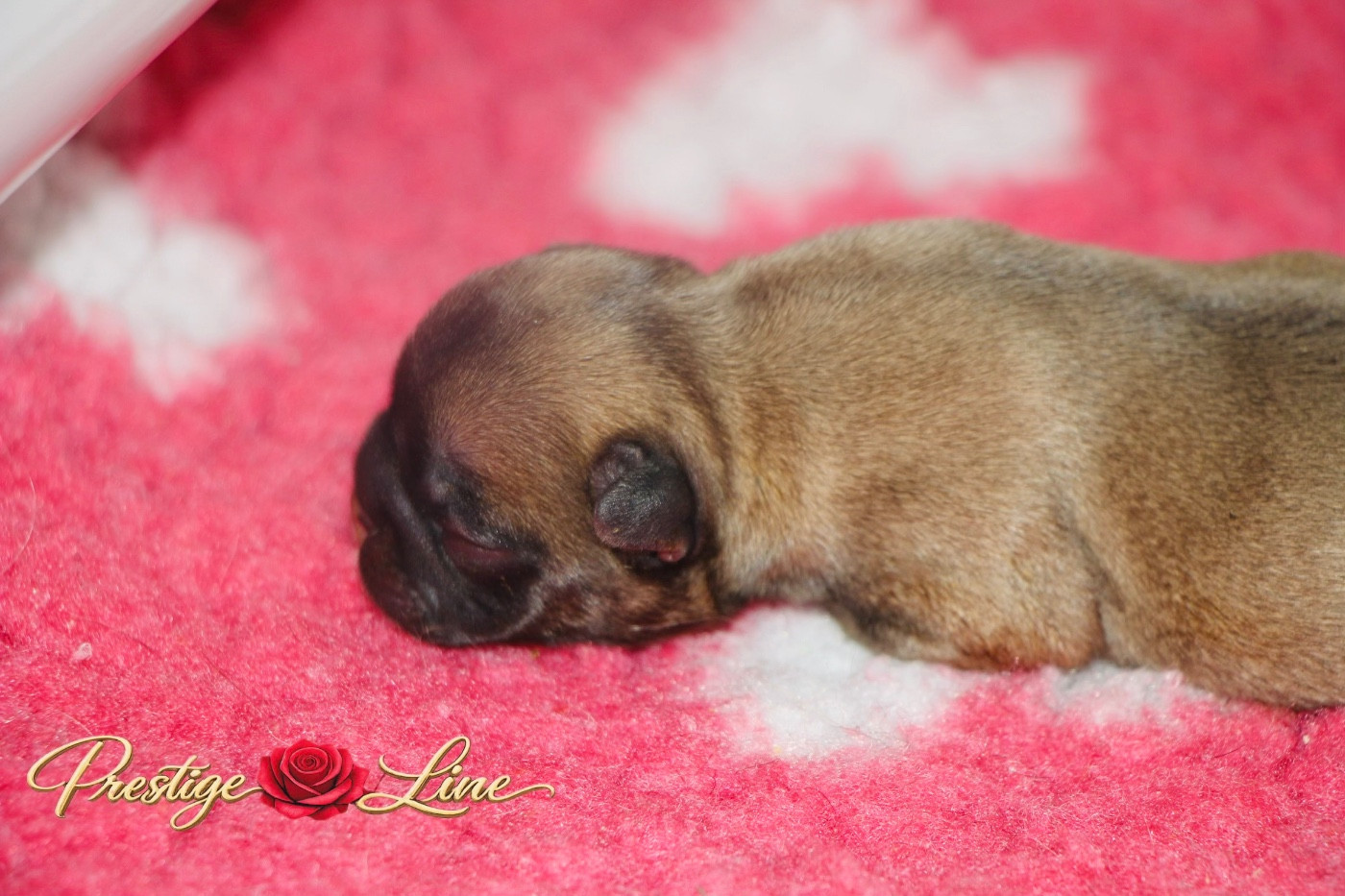 Prestige Line - Chiots disponibles - Bouledogue français