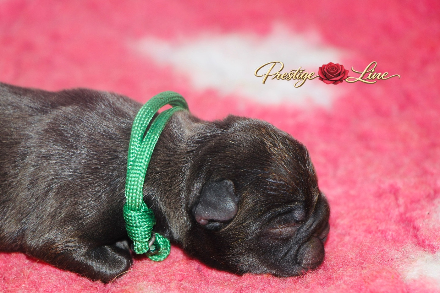 Prestige Line - Chiots disponibles - Bouledogue français
