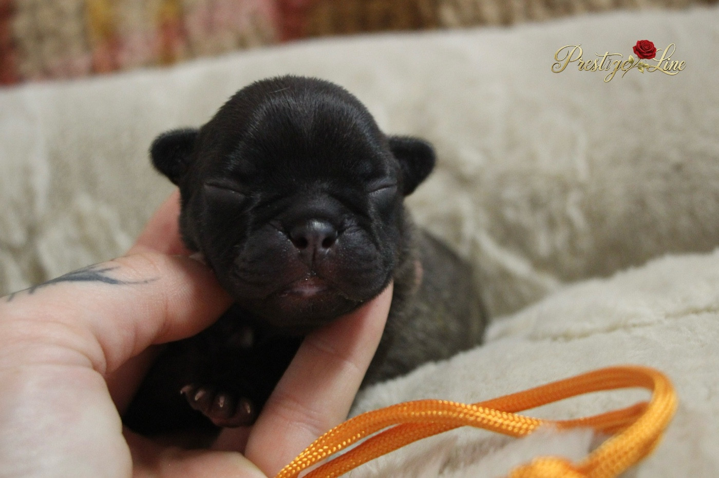 Prestige Line - Chiots disponibles - Bouledogue français