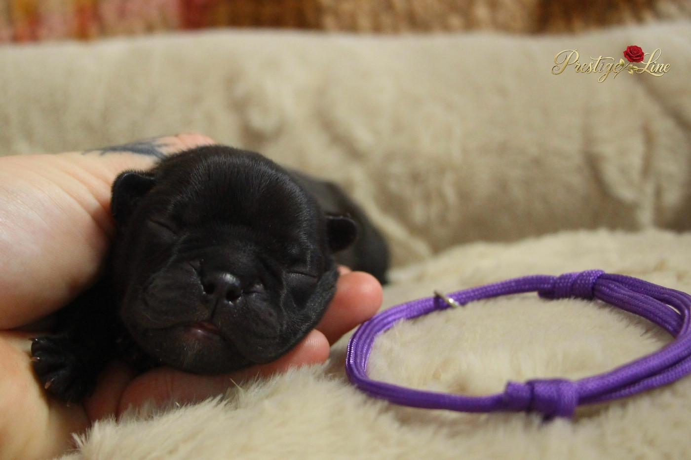 Prestige Line - Chiots disponibles - Bouledogue français