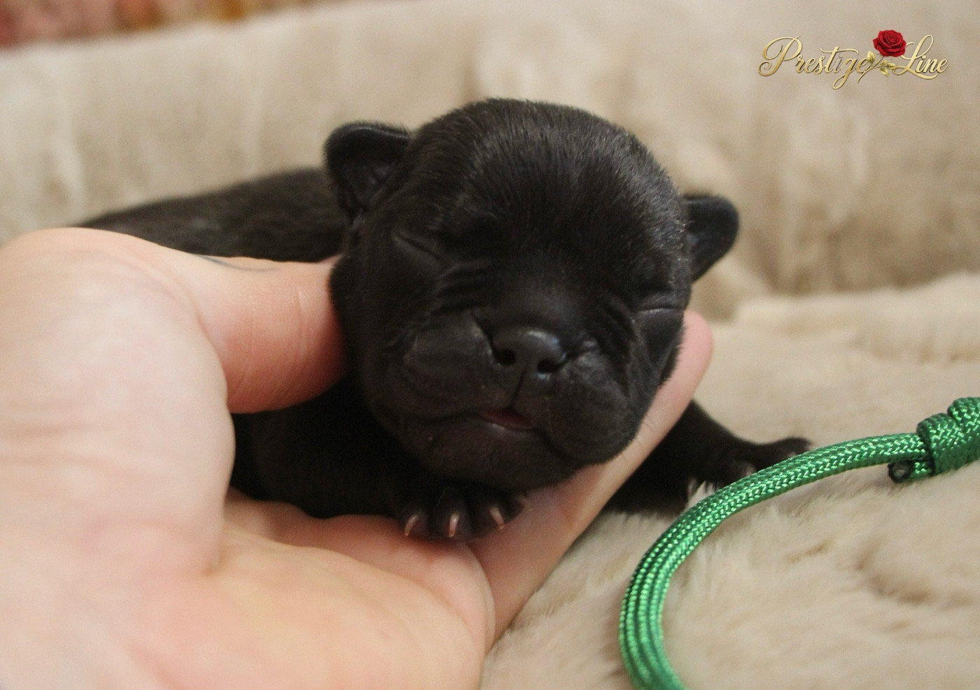 Prestige Line - Chiots disponibles - Bouledogue français