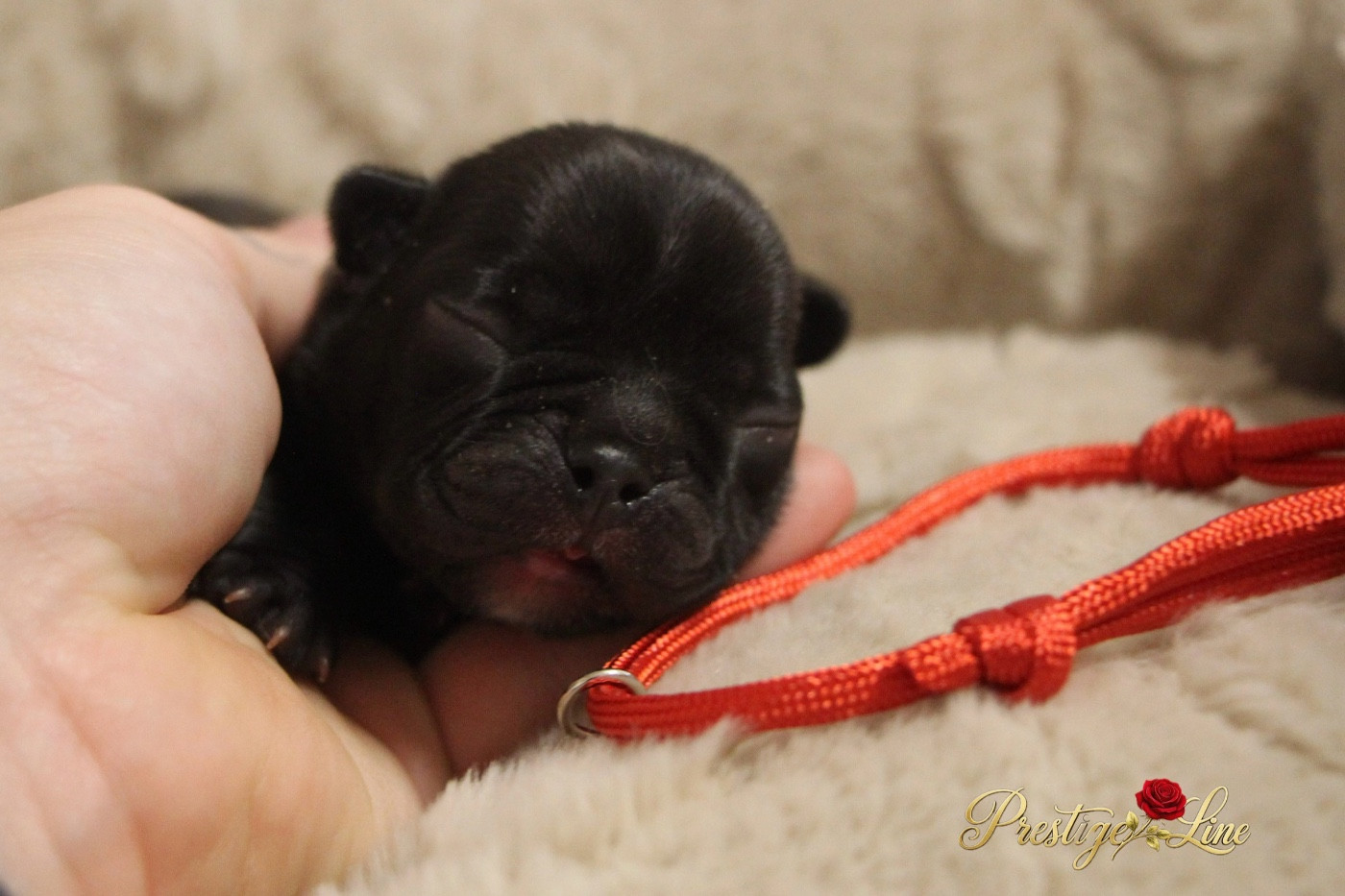 Prestige Line - Chiots disponibles - Bouledogue français