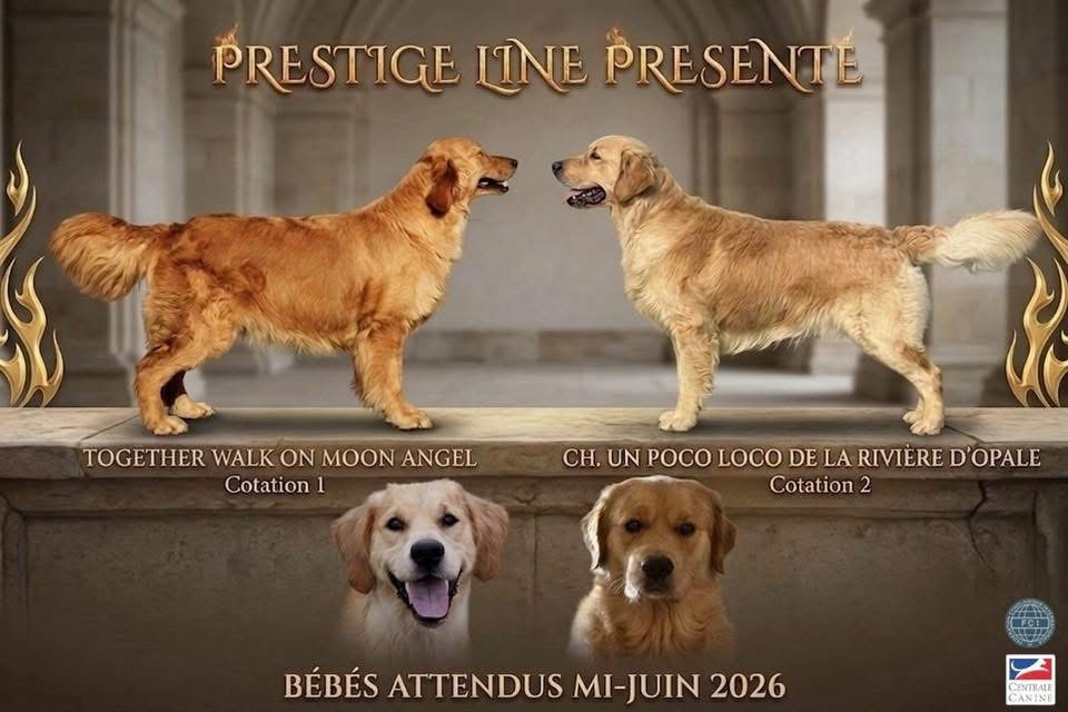 Prestige Line - Golden Retriever - Portée née le 14/06/2026