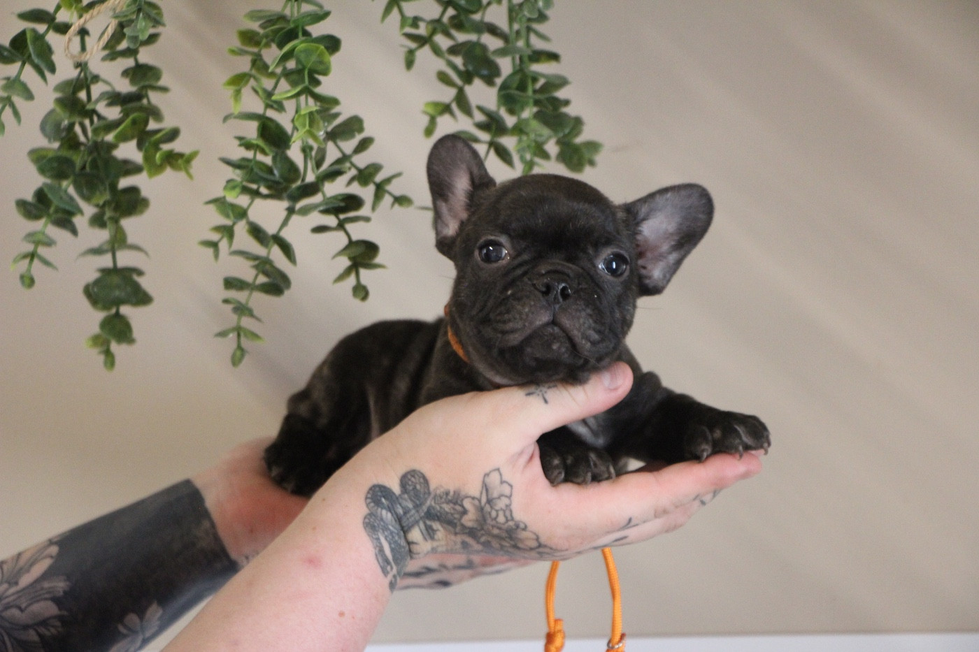 Prestige Line - Chiots disponibles - Bouledogue français