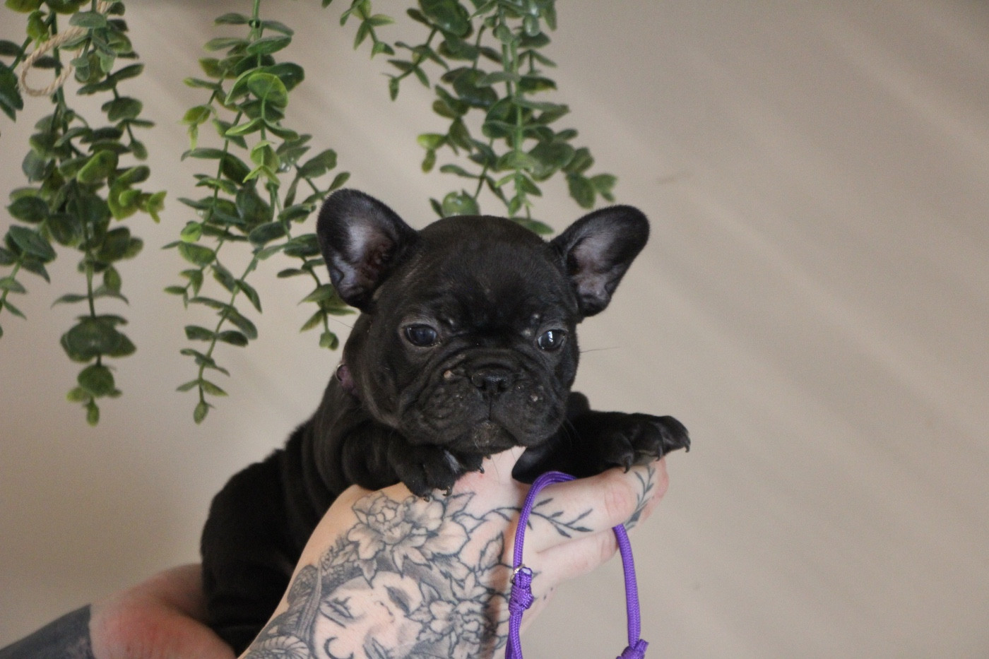 Prestige Line - Chiots disponibles - Bouledogue français