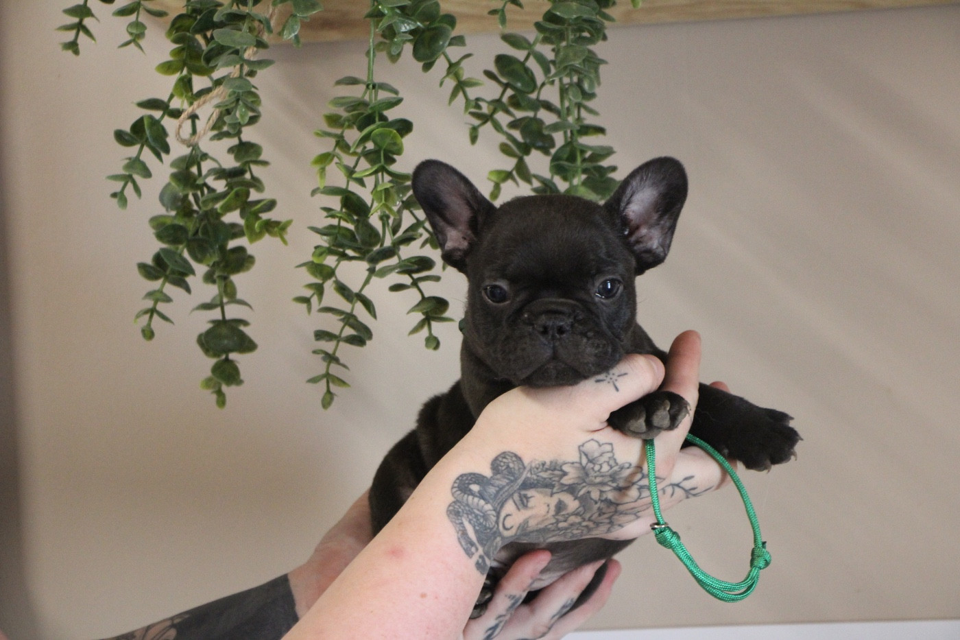 Prestige Line - Chiots disponibles - Bouledogue français