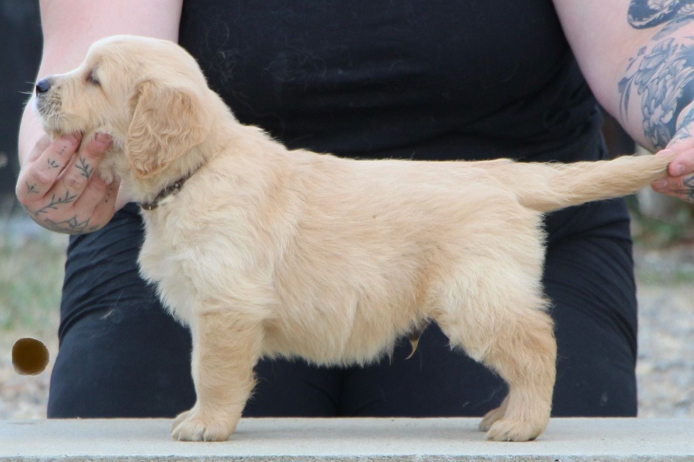 Prestige Line - Chiots disponibles - Golden Retriever