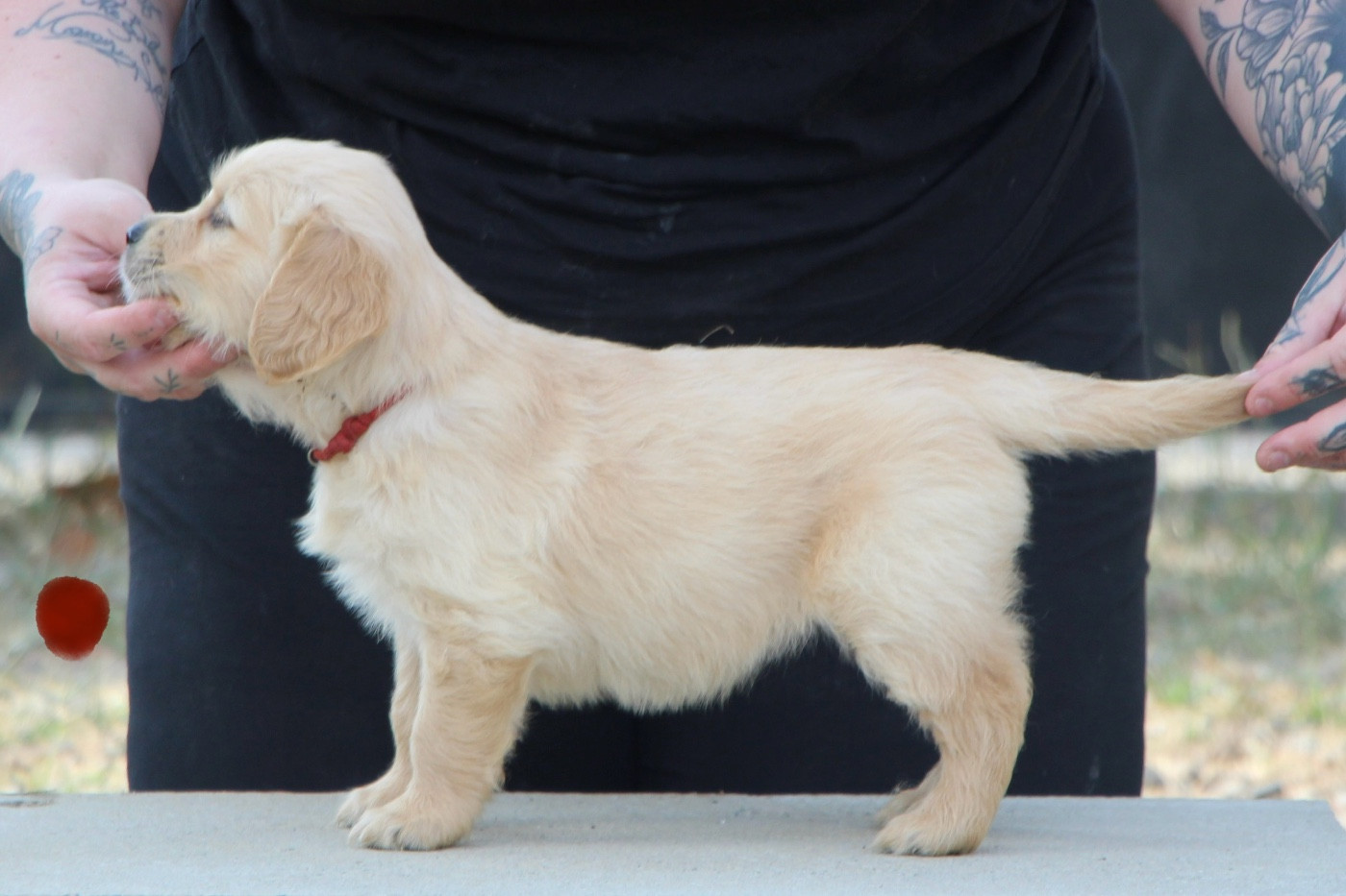 Prestige Line - Chiots disponibles - Golden Retriever