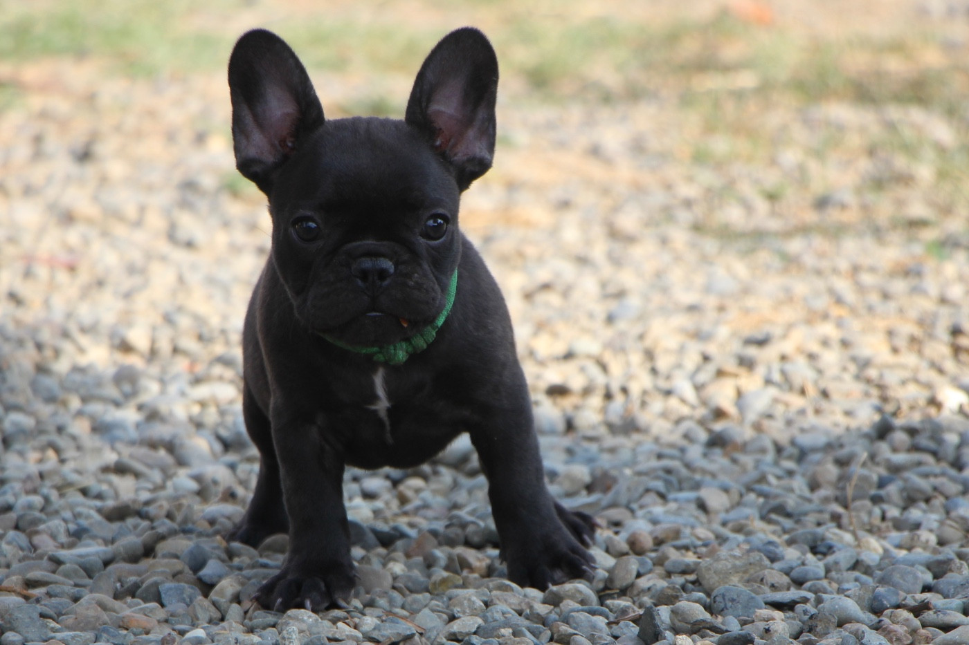 Prestige Line - Chiots disponibles - Bouledogue français