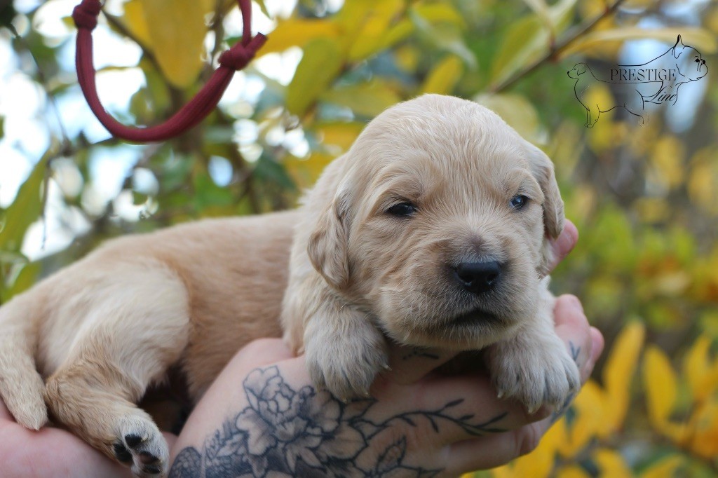 Prestige Line - Chiots disponibles - Golden Retriever