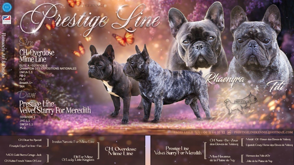Chiot Bouledogue français Prestige Line