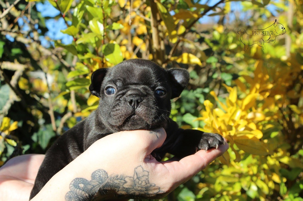 Prestige Line - Chiots disponibles - Bouledogue français