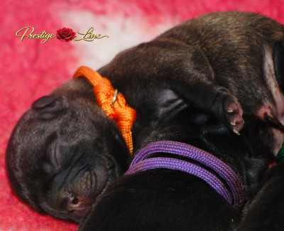 Collier Orange