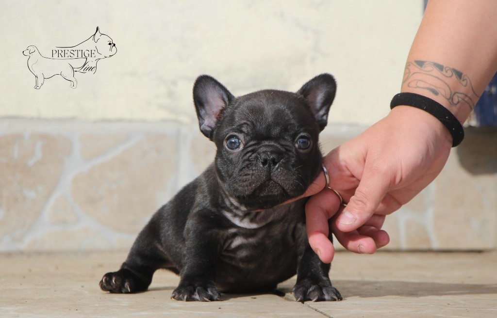 Prestige Line - Chiots disponibles - Bouledogue français