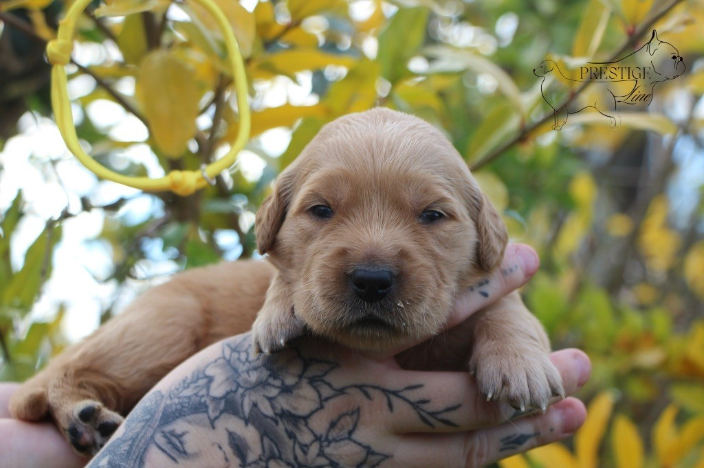 Prestige Line - Chiots disponibles - Golden Retriever