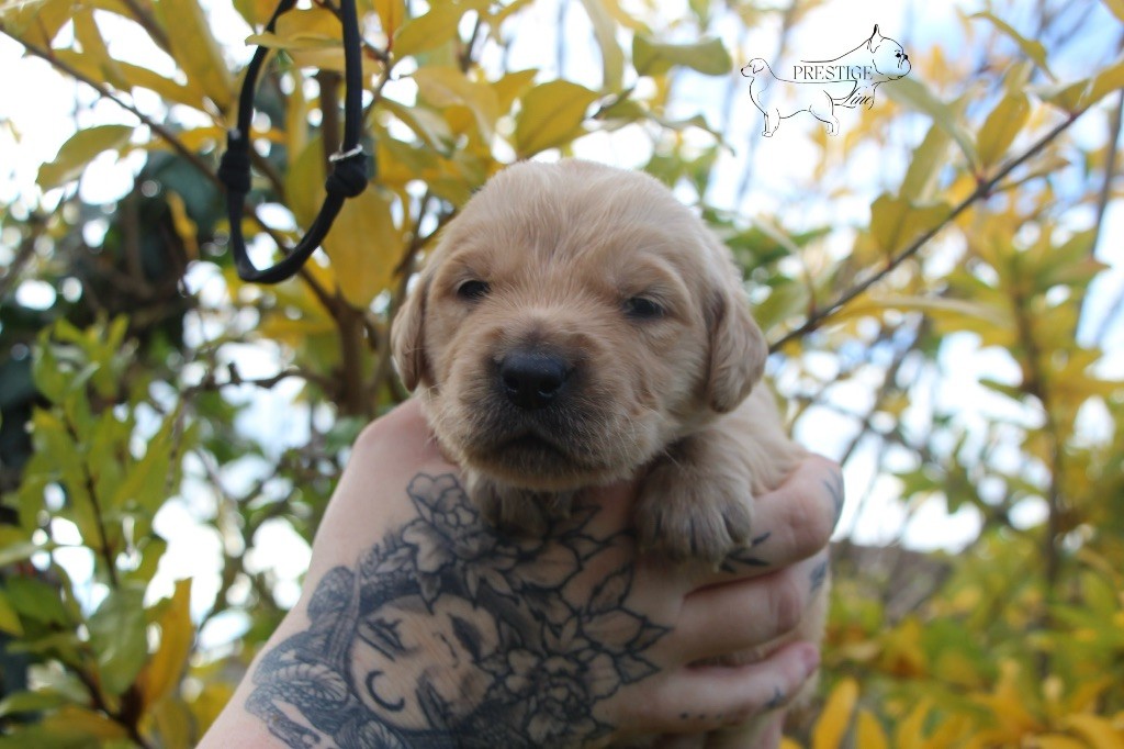 Prestige Line - Chiots disponibles - Golden Retriever